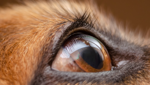 A mirror-like layer is found behind the dog's retina called tapetum lucidum and is what creates eyeshine