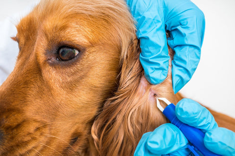 A veterinarian examines a dog with Tickless technology for tick prevention