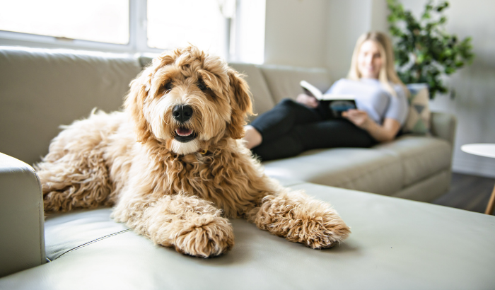 Are Doodles Really Hypoallergenic?