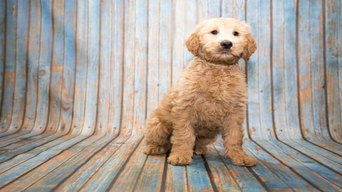 A Complete Guide on Potty Training Your Goldendoodle