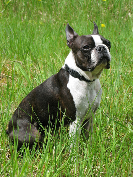 Boston Terrier