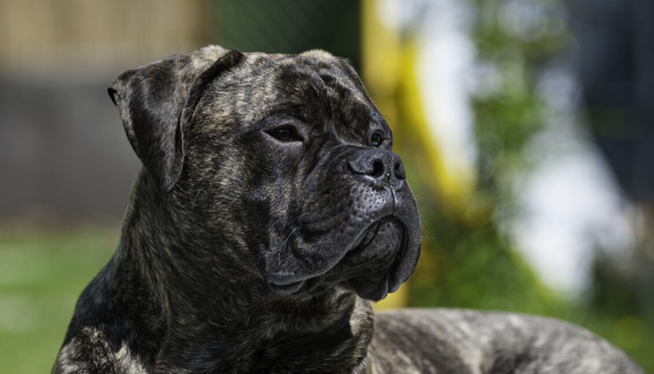 Bullmastiffs are nicknamed the Gamekeeper's Night Dog for an important reason