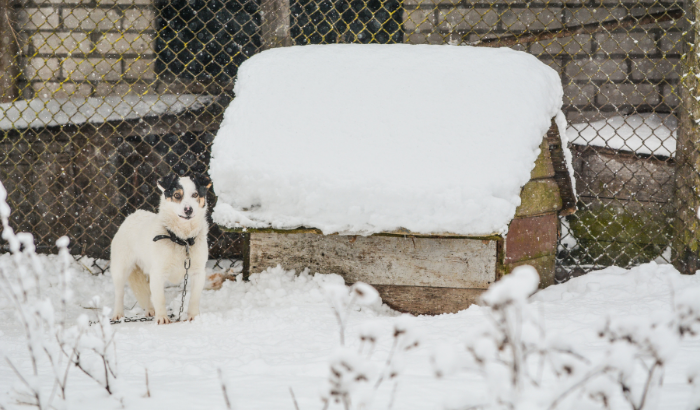 Can Dogs Stay Outside in the Winter with a Dog House?