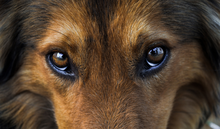 Are Your Dog’s Eyes Healthy? Here Are 6 Common Problems