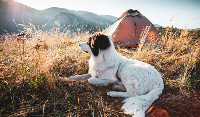 How to Prep for a Camping Trip with Your Dog