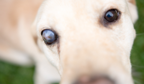 Are Your Dog’s Eyes Healthy? Here Are 6 Common Problems