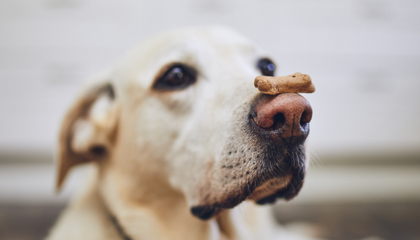 Dogs have a blind spot under their noses