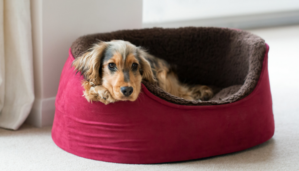 How Do I Choose the Right Dog Bed?