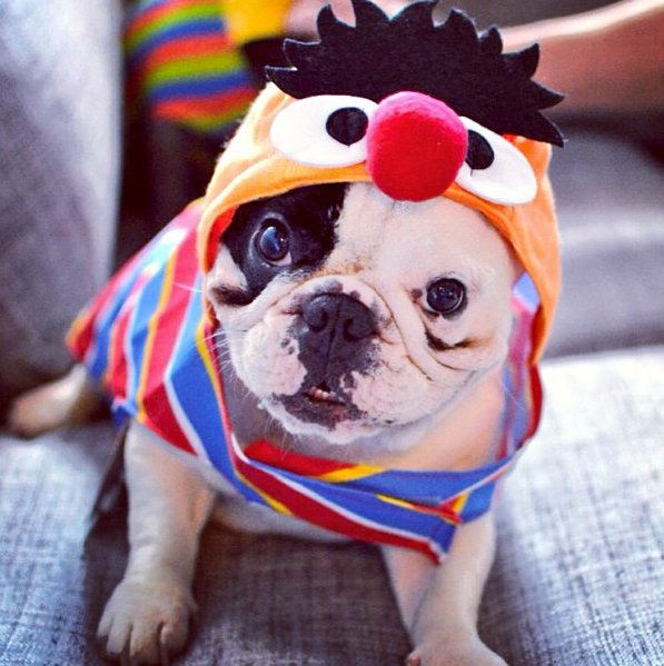 ernie dog Halloween costume