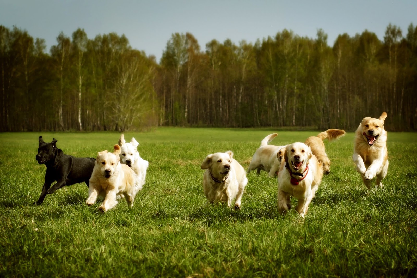 Group of dogs running happily in a green field.