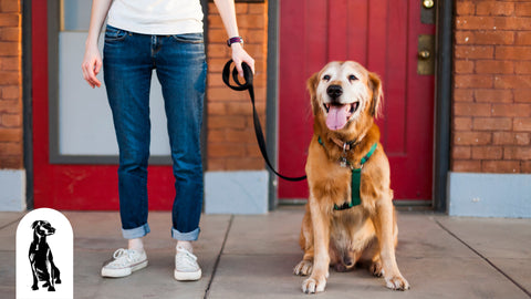 How to Harness Train Your Dog Plush Paws Products