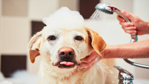 How do I Make Dog Bathing Easier