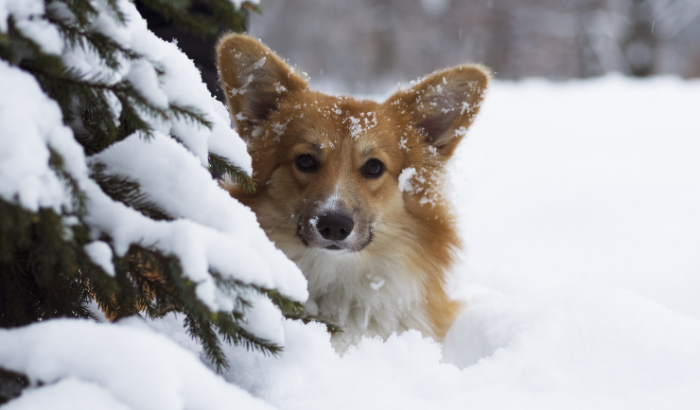 Can Corgis Handle Cold Weather?