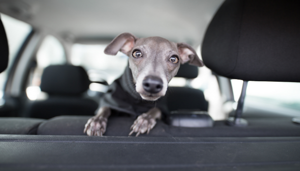 Road Trips with Your Fur Babies? Which Breeds Do Best