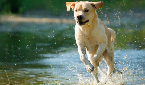 Fun Facts About Dogs - 28 Facts in Total! 