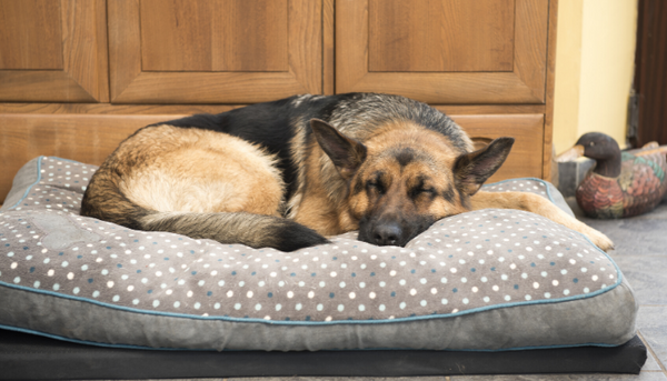 How Do I Choose the Right Dog Bed?