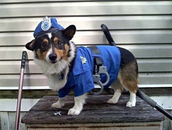 police dog Halloween costume