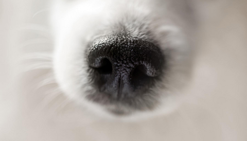 Facts About Dog’s Sense of Smell