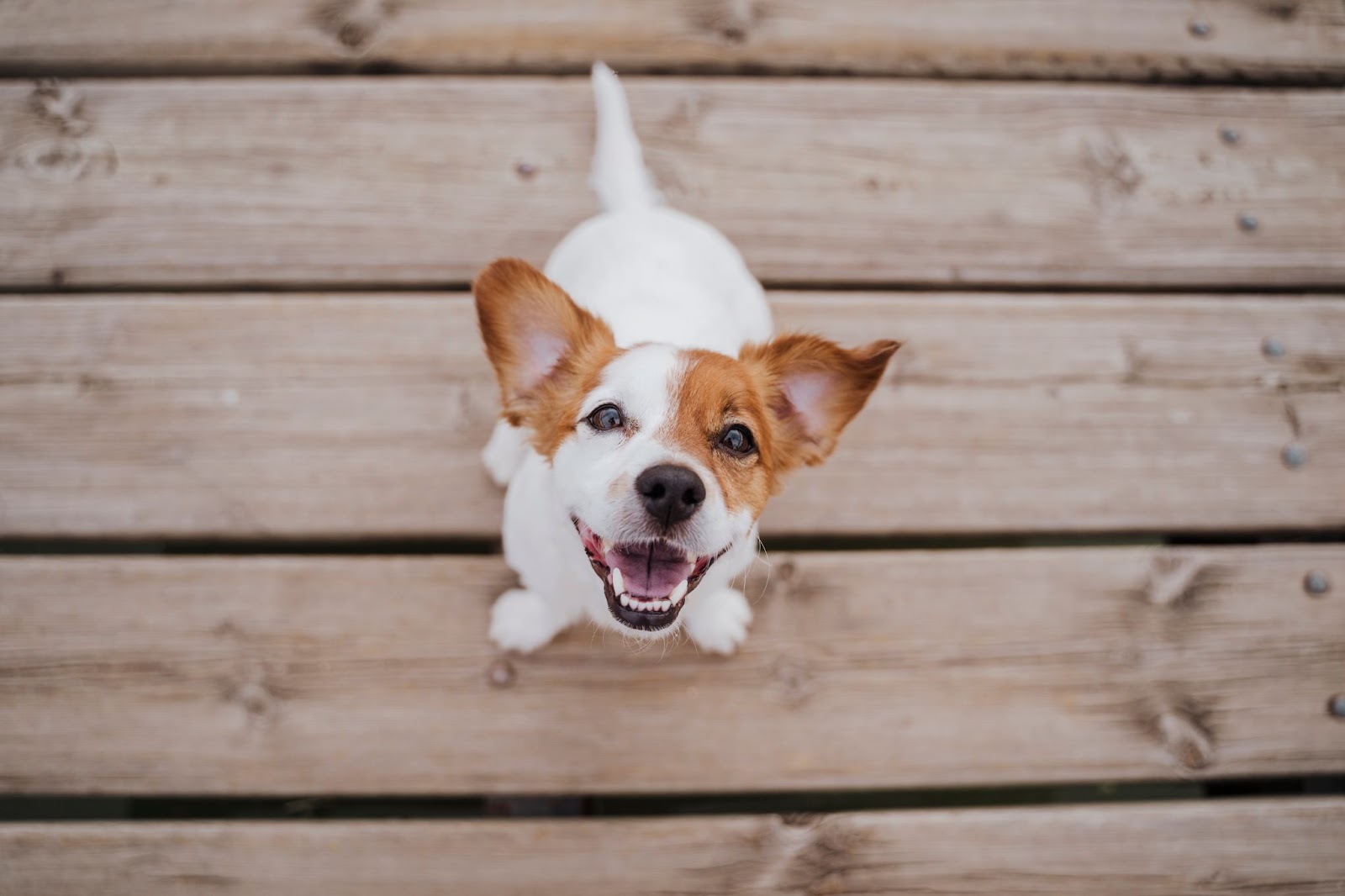 Smiling white and brown dog standing on a wooden surface, looking up at the camera.