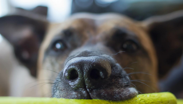 13 Fun Facts About Your Dog’s Sense of Smell