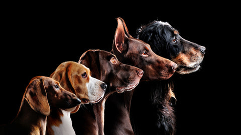 What Are the Ten Most Popular Dog Breeds?