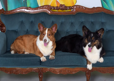 do corgi puppies shed