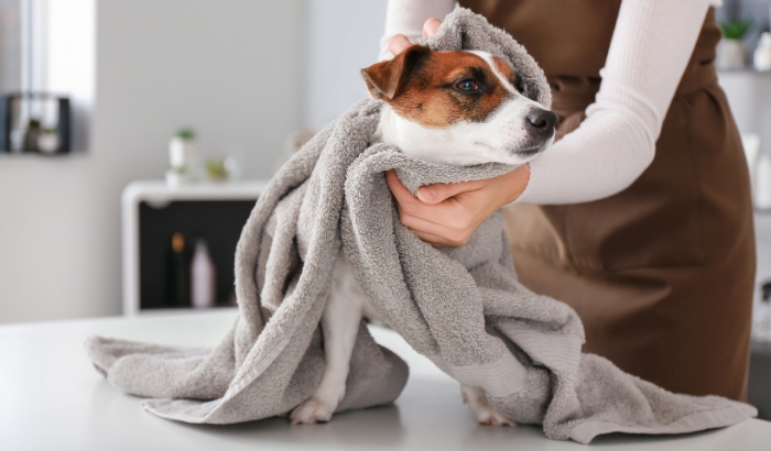 Top 5 Tips to Keep Your Dog Healthy This Winter