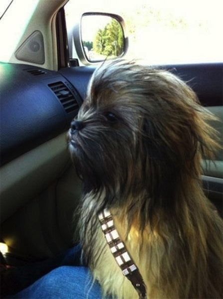 chewbacca dog Halloween costume