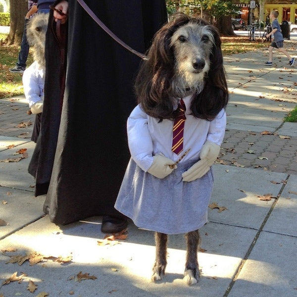 hermoine granger dog Halloween costume