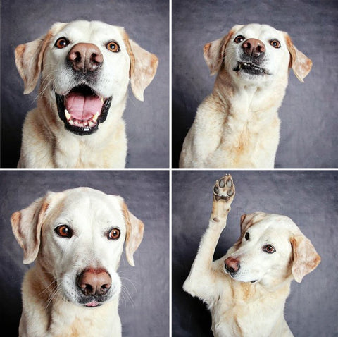 dog photobooth 4