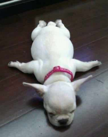 10 Dogs in their Cutest Sleeping Positions