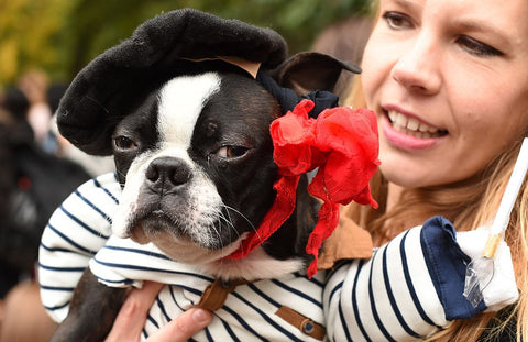 French Bulldog Halloween Costume