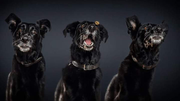 Hilarious Images of Dogs Catching Treats by Christian Veiler