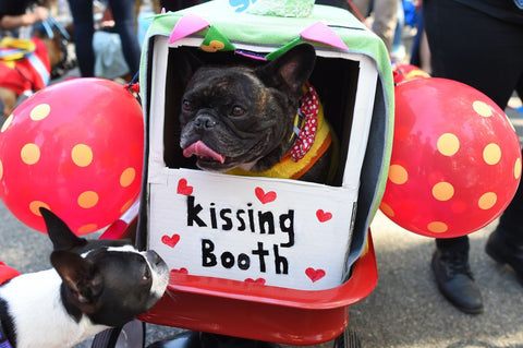 Kissing Booth Dog