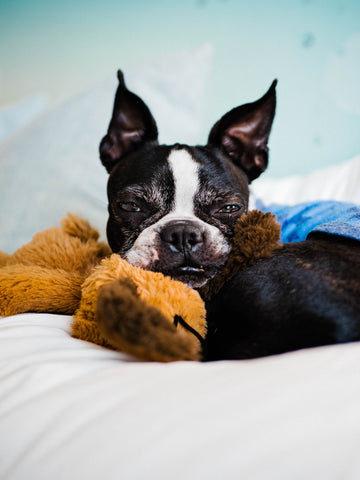 The Best Dog-Friendly Hotels Plush Paws Products