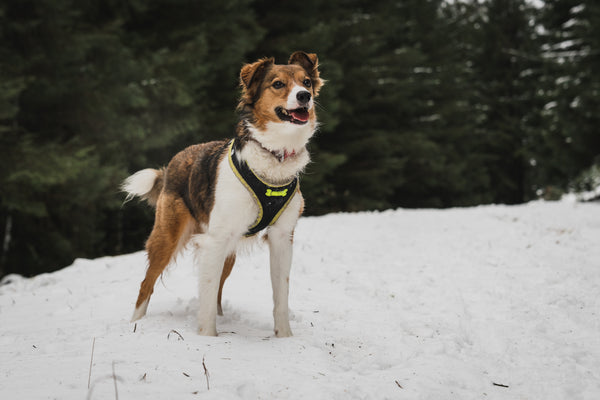 Let your dog get used to the harness Plush Paws Products