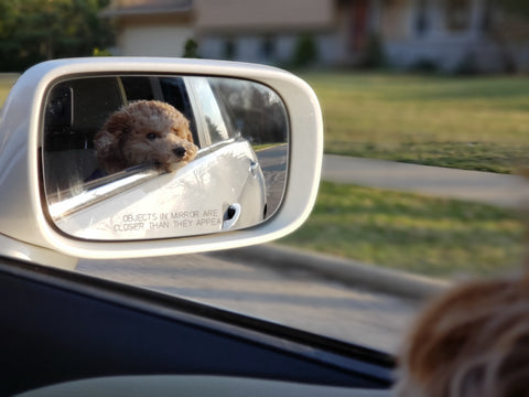 How to Travel with a Dog in a Car Plush Paws Products