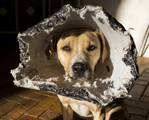 creative cone cone of shame