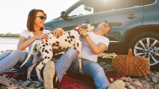 What Are the Best Tips to Travel with Dogs?