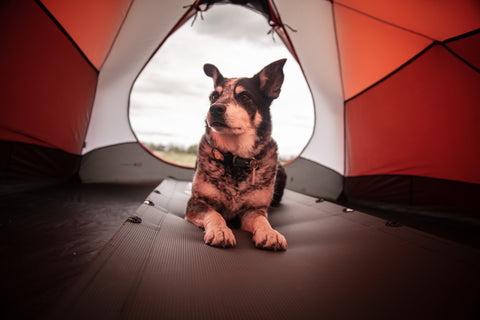 A Quality Tent for Camping with a Dog Plush Paws Products