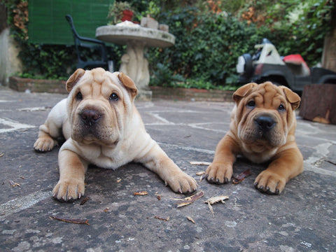 shar pei image