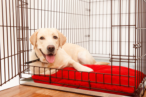 How to Crate Train a Dog for Potty Training Plush Paws Products