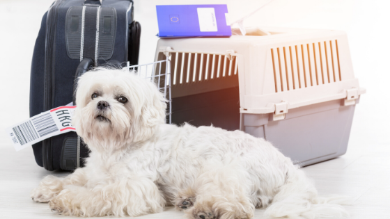What Are the Best Tips to Travel with Dogs - Traveling By Air