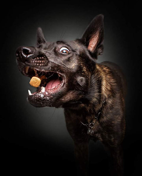 Hilarious Images of Dogs Catching Treats by Christian Veiler
