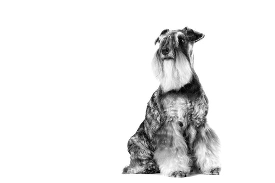 Miniature Schnauzer