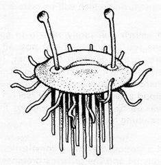 A lineart illustration of a flumph with straight tentacles