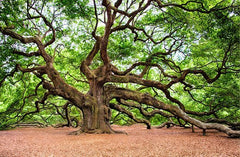 A photo of a large oak tree