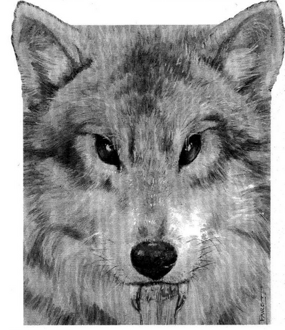 A black and white illustration of a wolf with vampire fangs