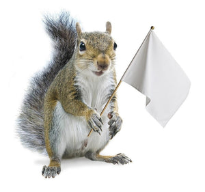 Tips For Stopping Squirrels On Bird Feeders Homgar