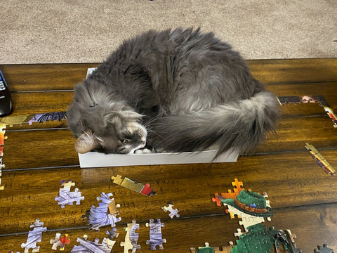 cat napping in a puzzle box. The Missing Piece Puzzle Company